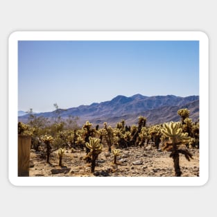 Photo of Cholla Cactus at Joshua Tree National Park V1 Sticker